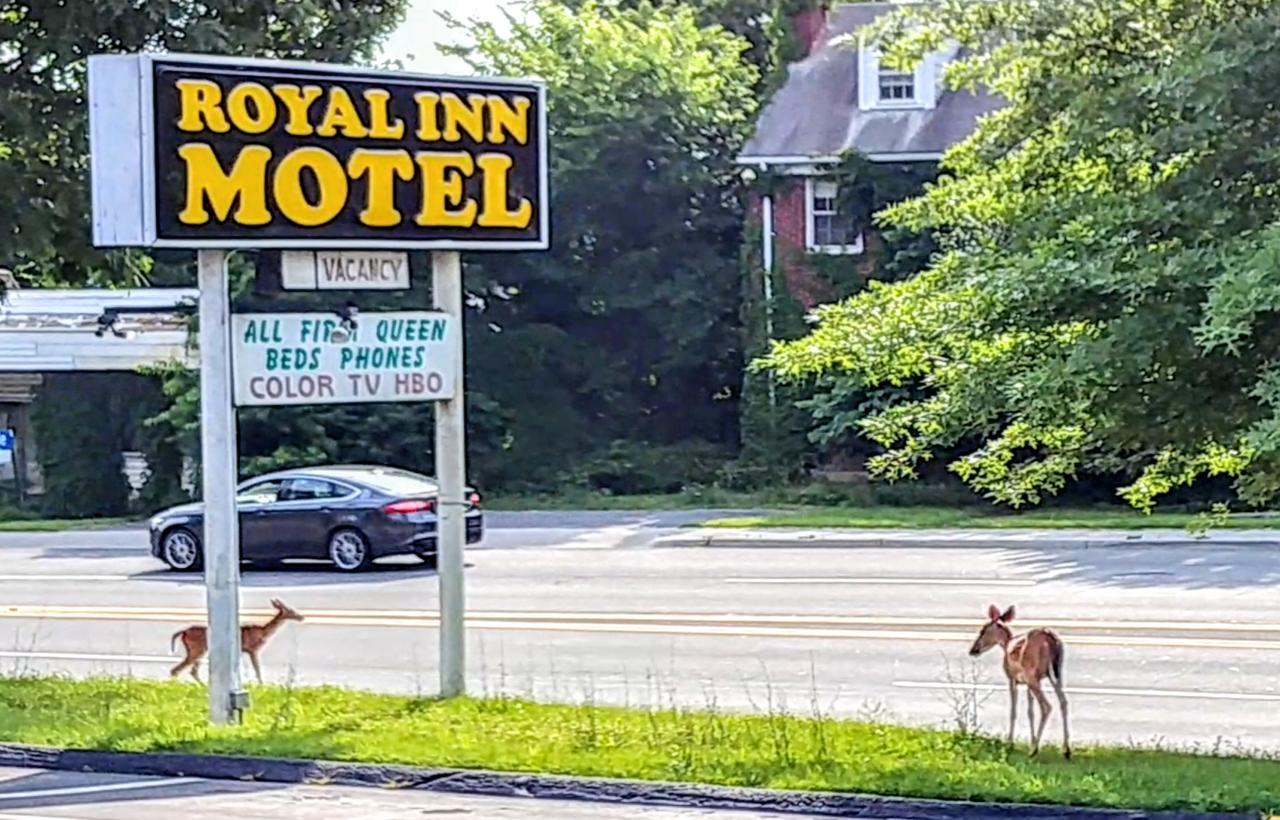 Royal Inn Motel Front Royal Extérieur photo